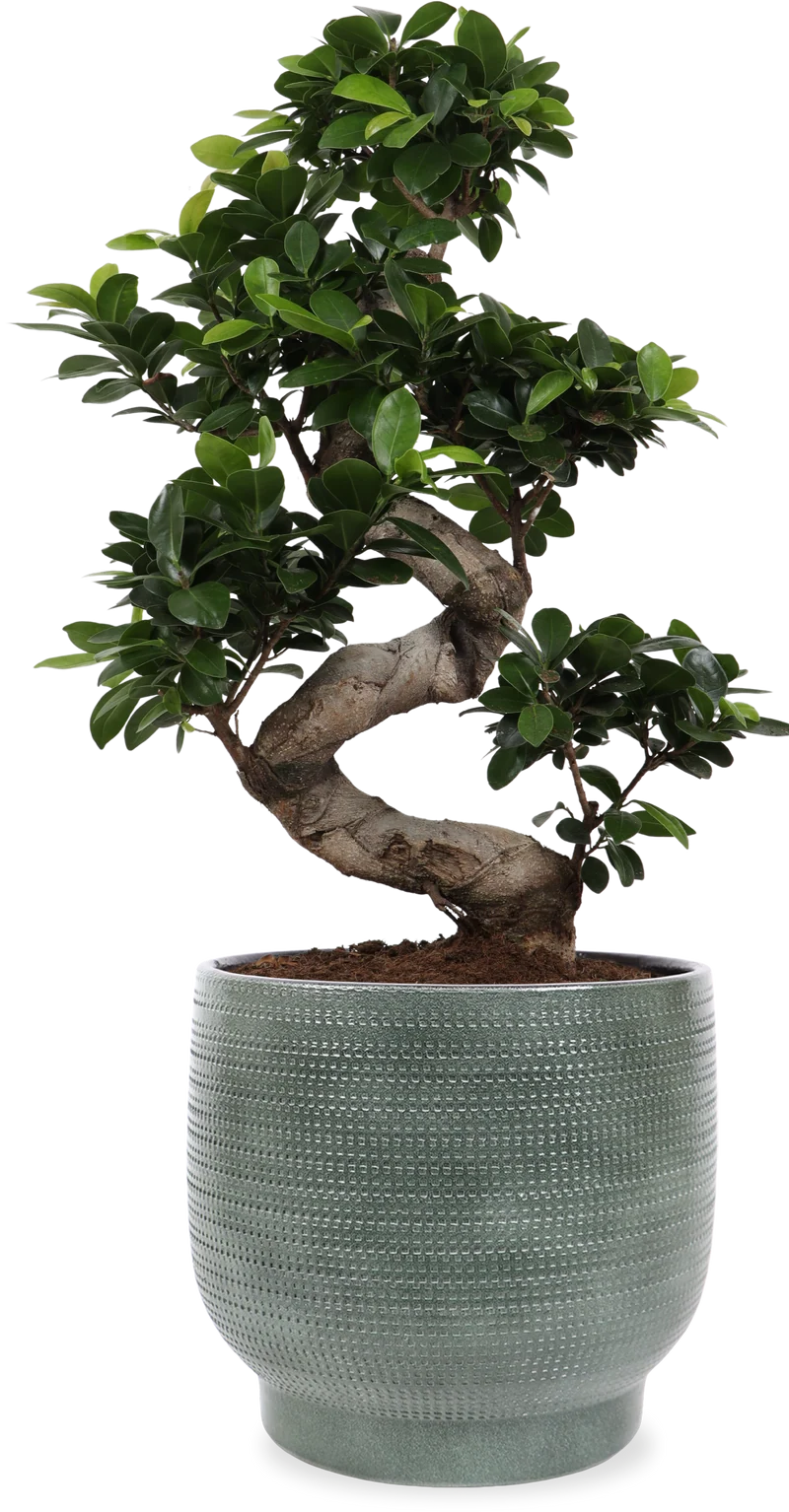 Ficus ginseng (Chinesische Feige) (M)