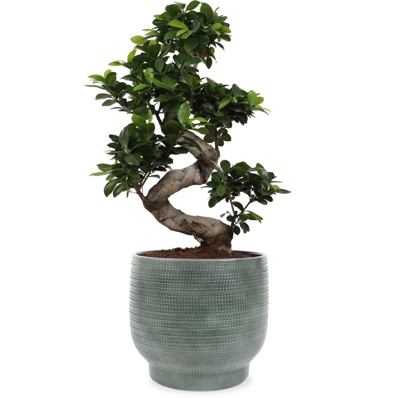 Ficus ginseng (Chinesische Feige) (M)