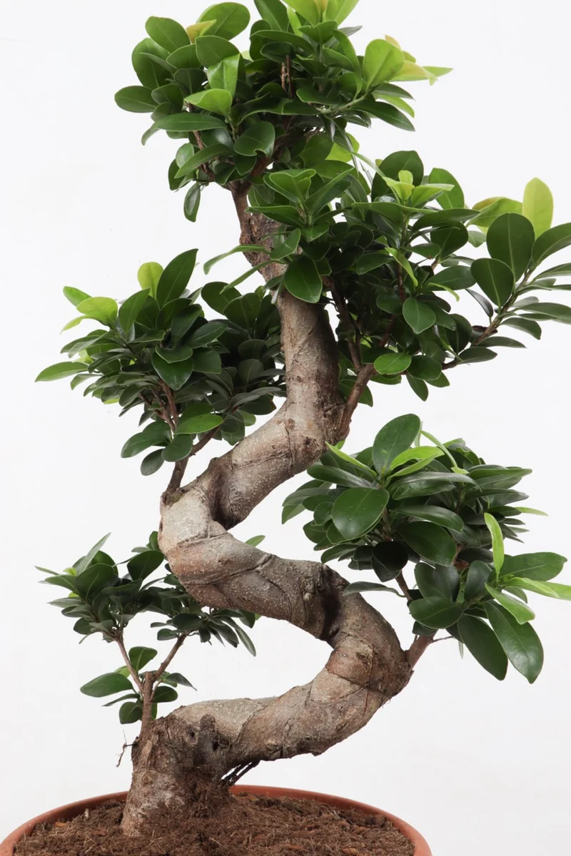 Ficus ginseng (Chinesische Feige) (M)