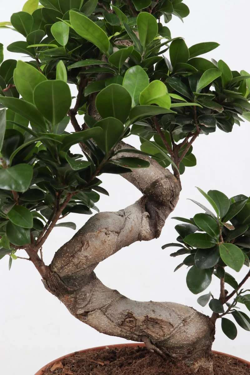 Ficus ginseng (Chinesische Feige) (M)