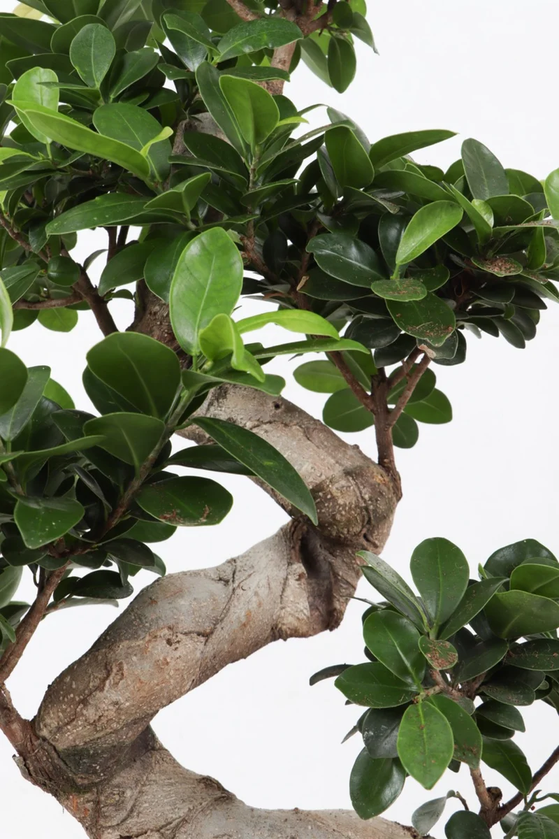 Ficus ginseng (Chinesische Feige) (M)