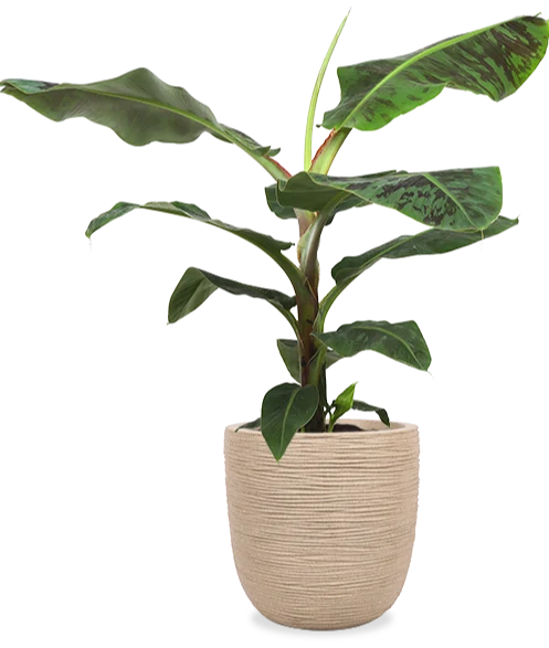 Musa dwarf cavendish (Bananenpflanze) (XL)