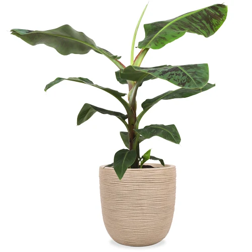 Musa dwarf cavendish (Bananenpflanze) (XL)