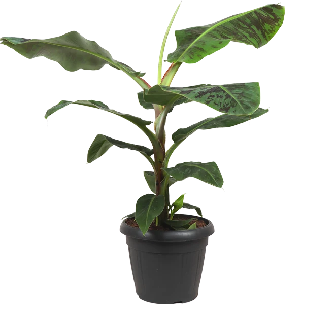Musa dwarf cavendish (Bananenpflanze) (XL)