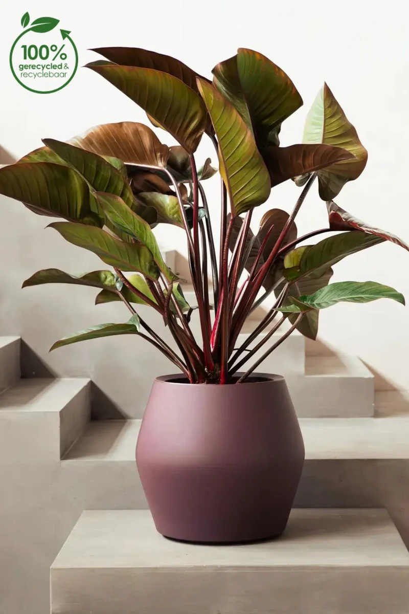 Blumentopf Elho June Split Low 42 cm Vintage Pflaume