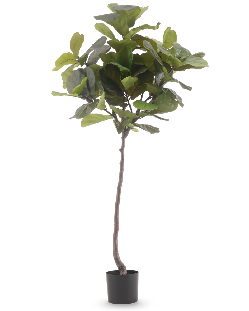 Ficus-Tabak-Pflanze Deluxe 180 cm