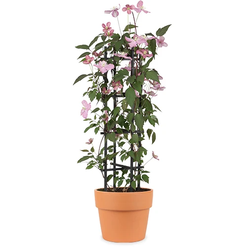 Clematis Montana 'Fincent' (Berg-Waldrebe) (M)