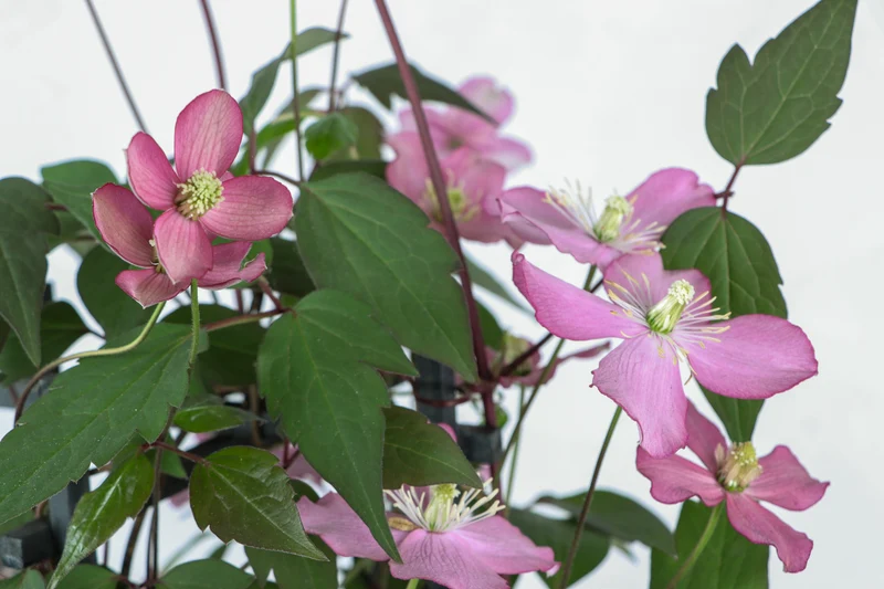 Clematis Montana 'Fincent' (Berg-Waldrebe) (M)