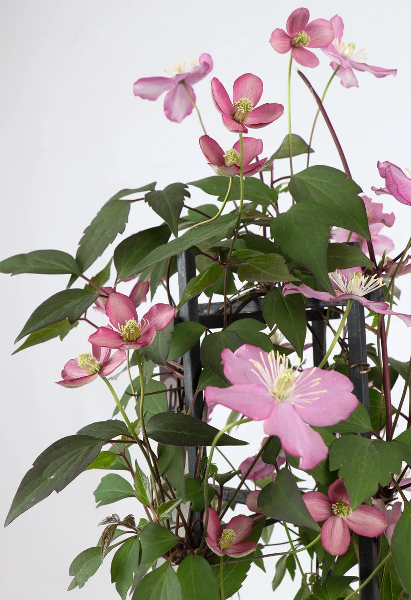 Clematis Montana 'Fincent' (Berg-Waldrebe) (M)