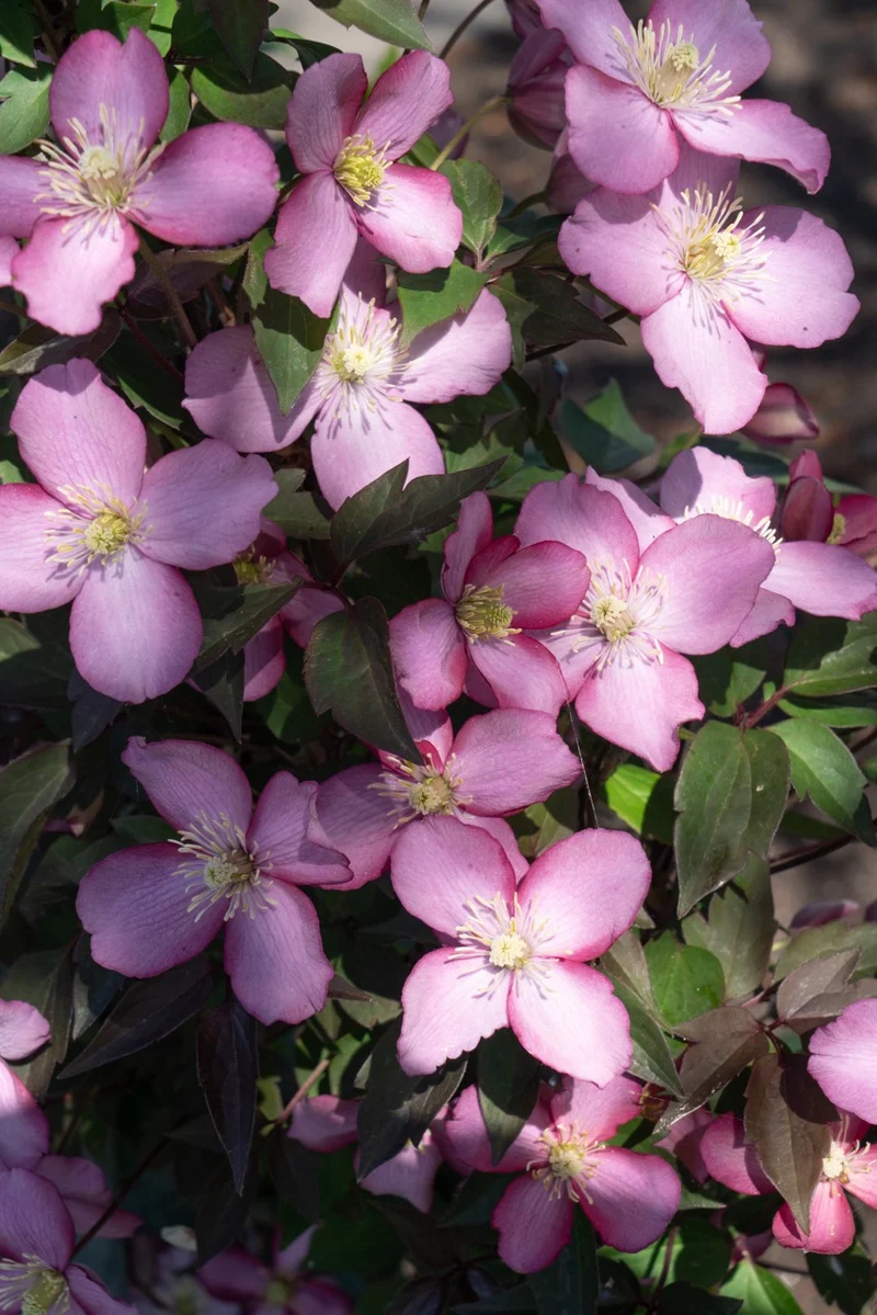 Clematis Montana 'Fincent' (Berg-Waldrebe) (M)