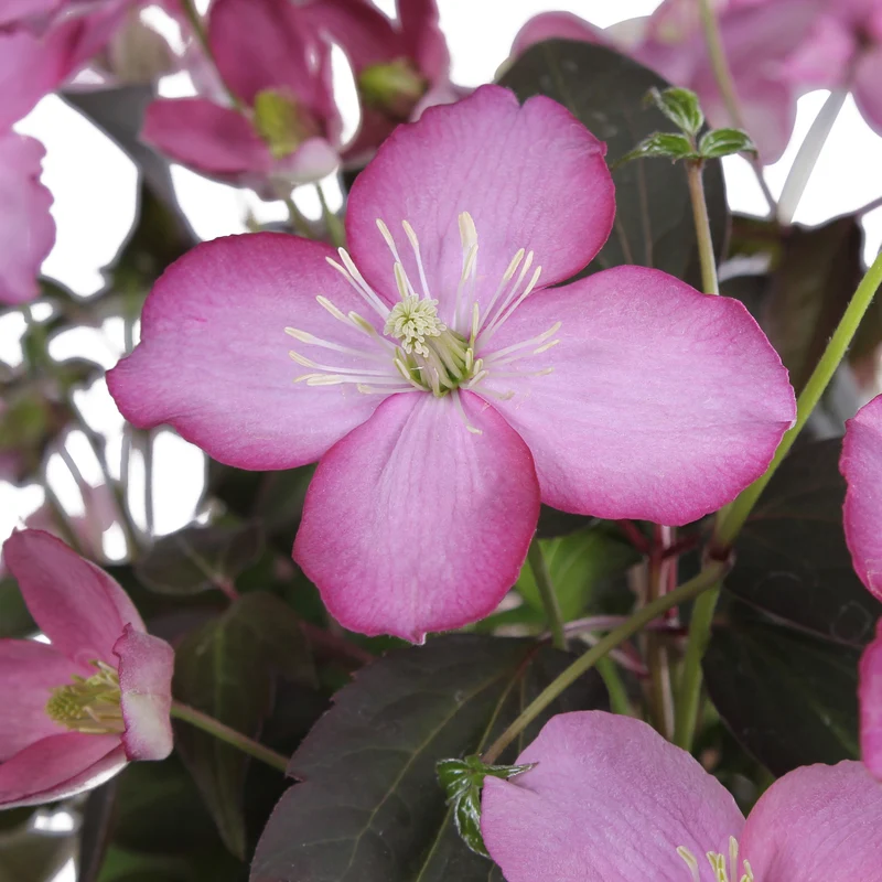 Clematis Montana 'Fincent' (Berg-Waldrebe) (M)