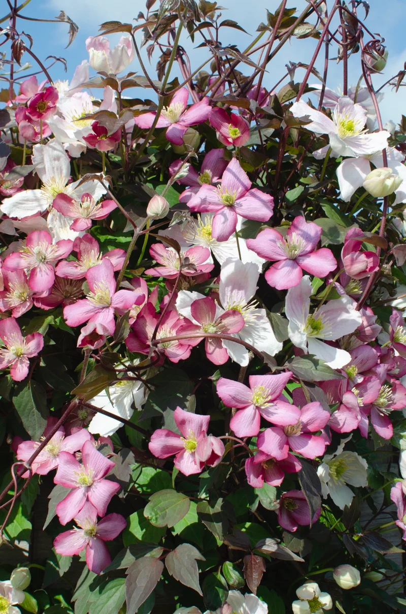 Clematis Montana 'Fincent' (Berg-Waldrebe) (M)