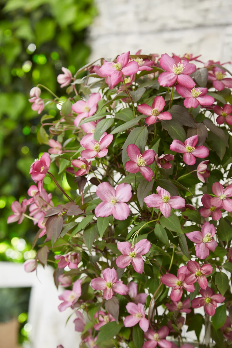 Clematis Montana 'Fincent' (Berg-Waldrebe) (M)