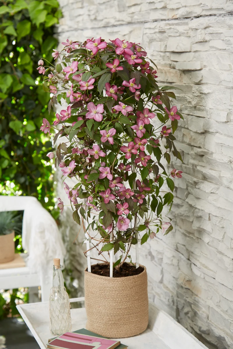 Clematis Montana 'Fincent' (Berg-Waldrebe) (M)