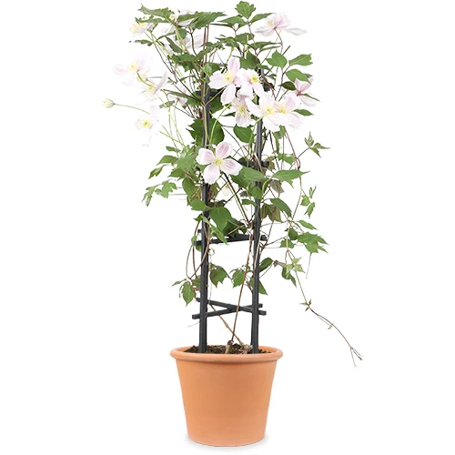 Clematis Montana 'Fenne' (Berg-Waldrebe) (M)