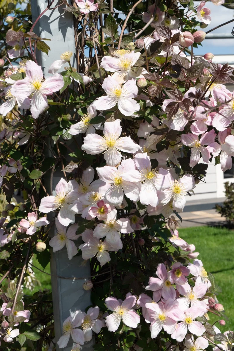 Clematis Montana 'Fenne' (Berg-Waldrebe) (M)