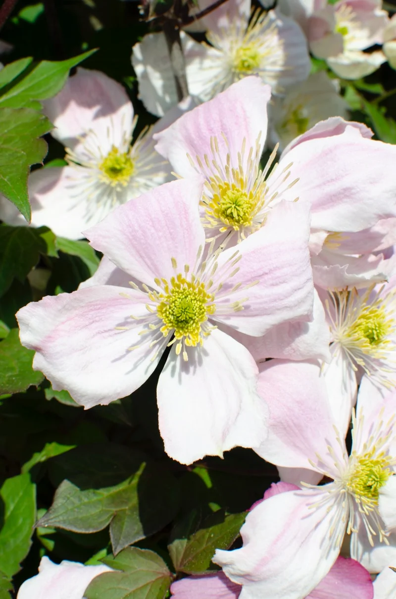 Clematis Montana 'Fenne' (Berg-Waldrebe) (M)