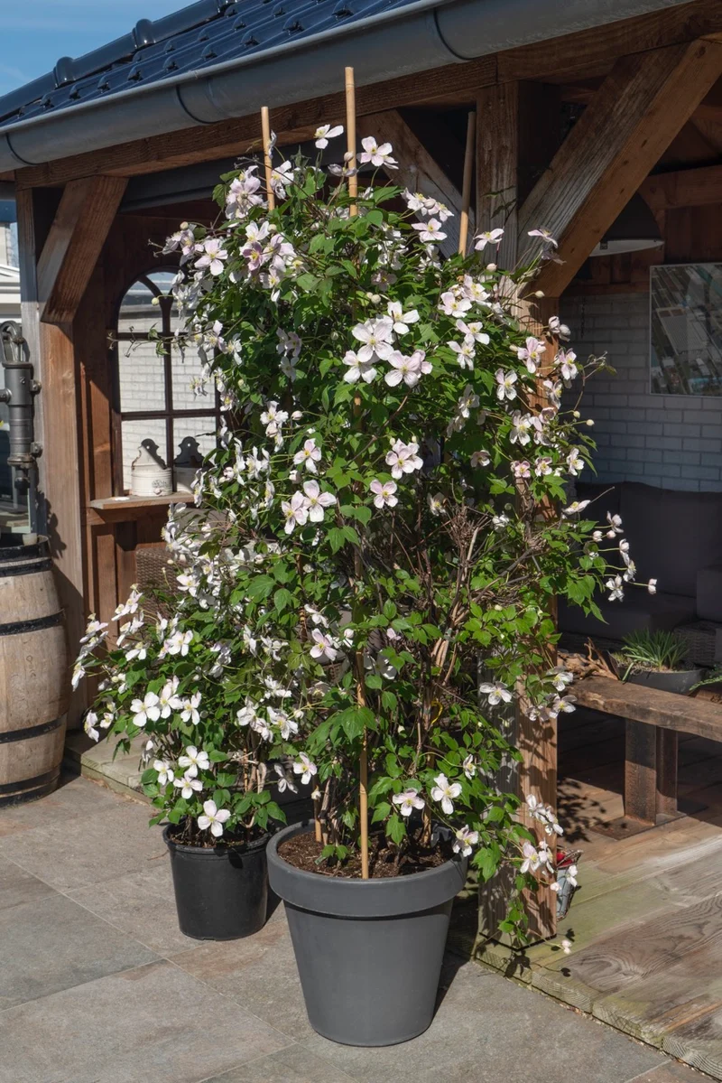 Clematis Montana 'Fenne' (Berg-Waldrebe) (M)