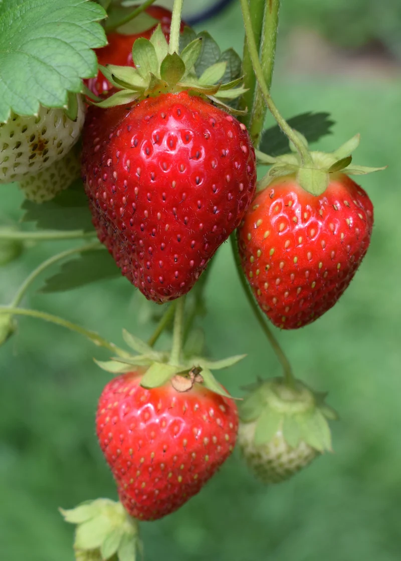 Gartenerdbeere (Fragaria ananassa) (M)