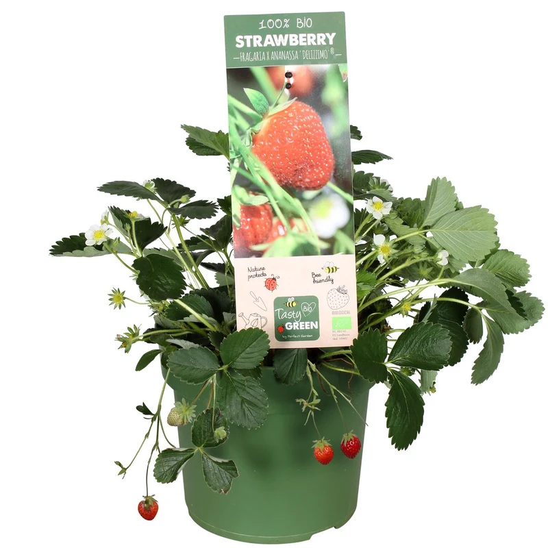 Gartenerdbeere (Fragaria ananassa) (M)
