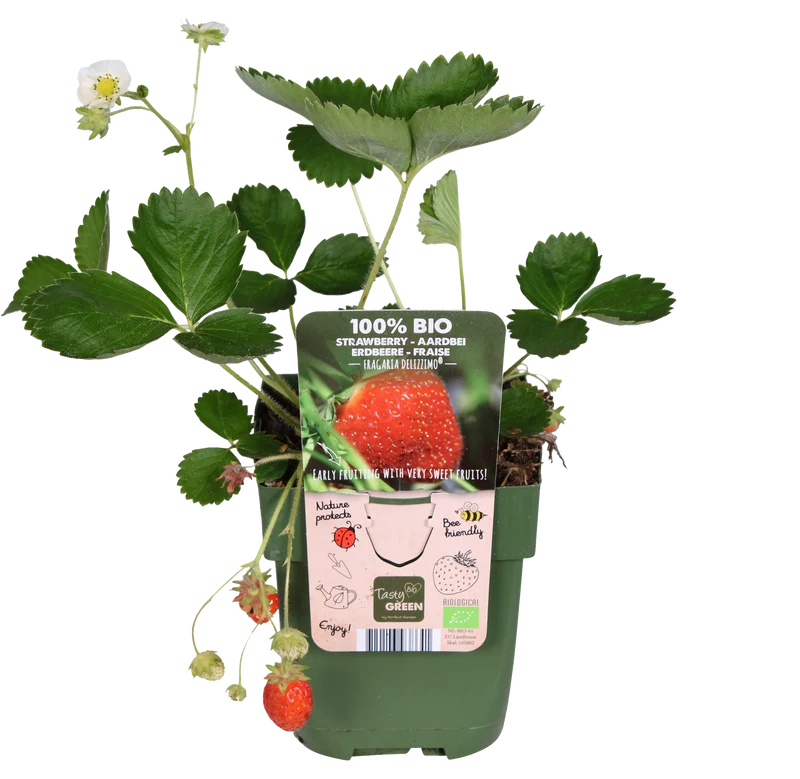 Gartenerdbeere (Fragaria ananassa) (M)