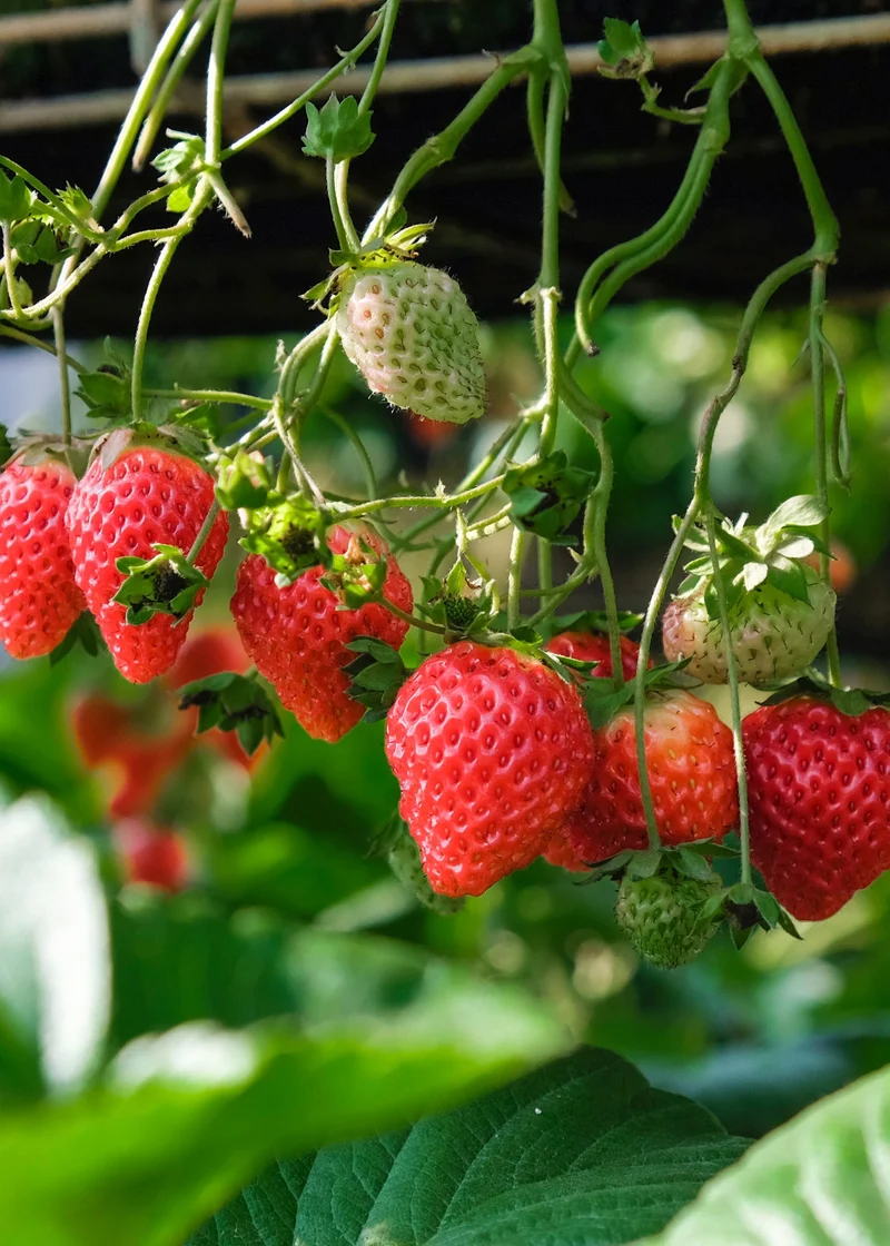 Gartenerdbeere (Fragaria ananassa) (M)