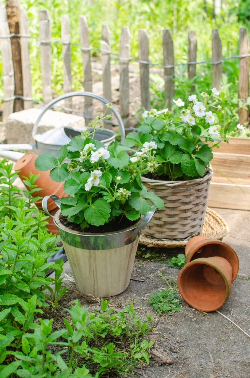 Gartenerdbeere (Fragaria ananassa) (M)