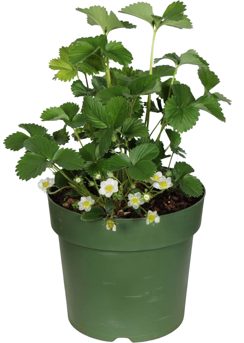Gartenerdbeere (Fragaria ananassa) (M)