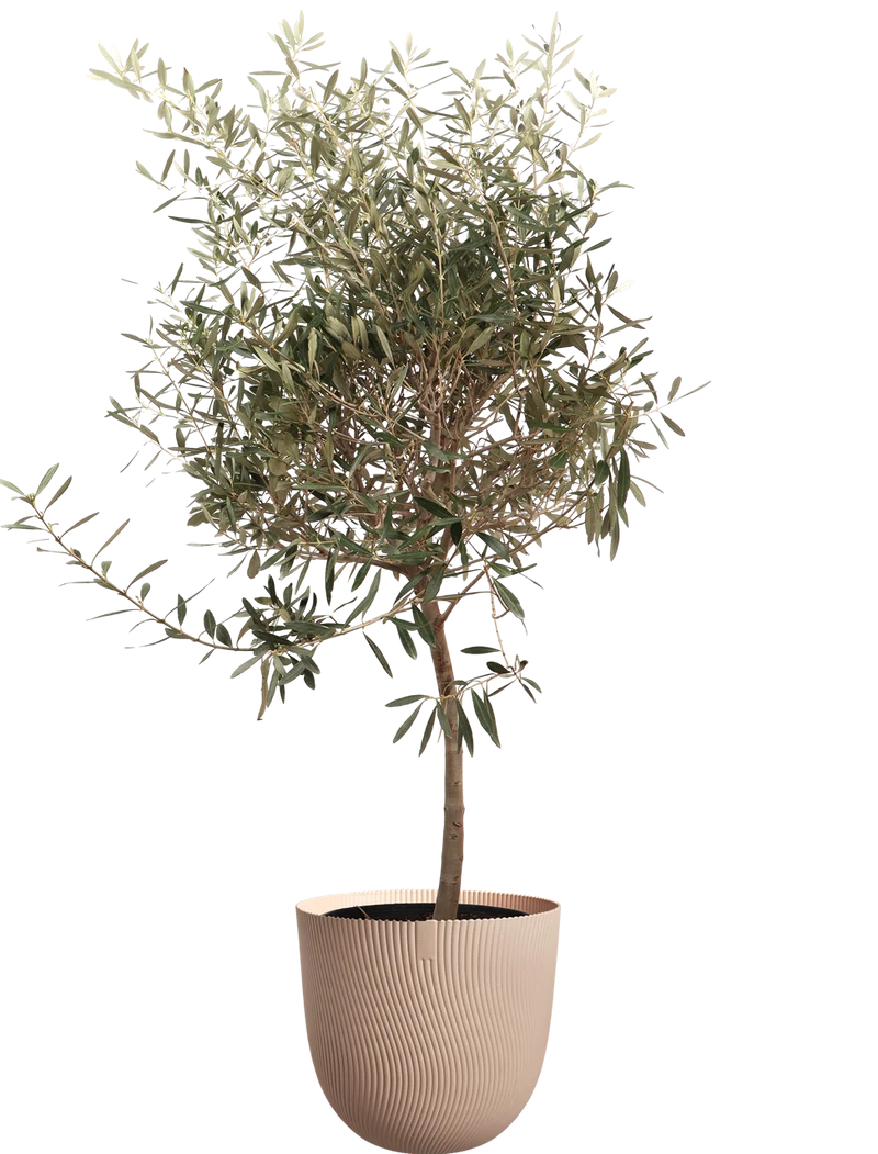 Olea europea (Olivenbaum) (XL)