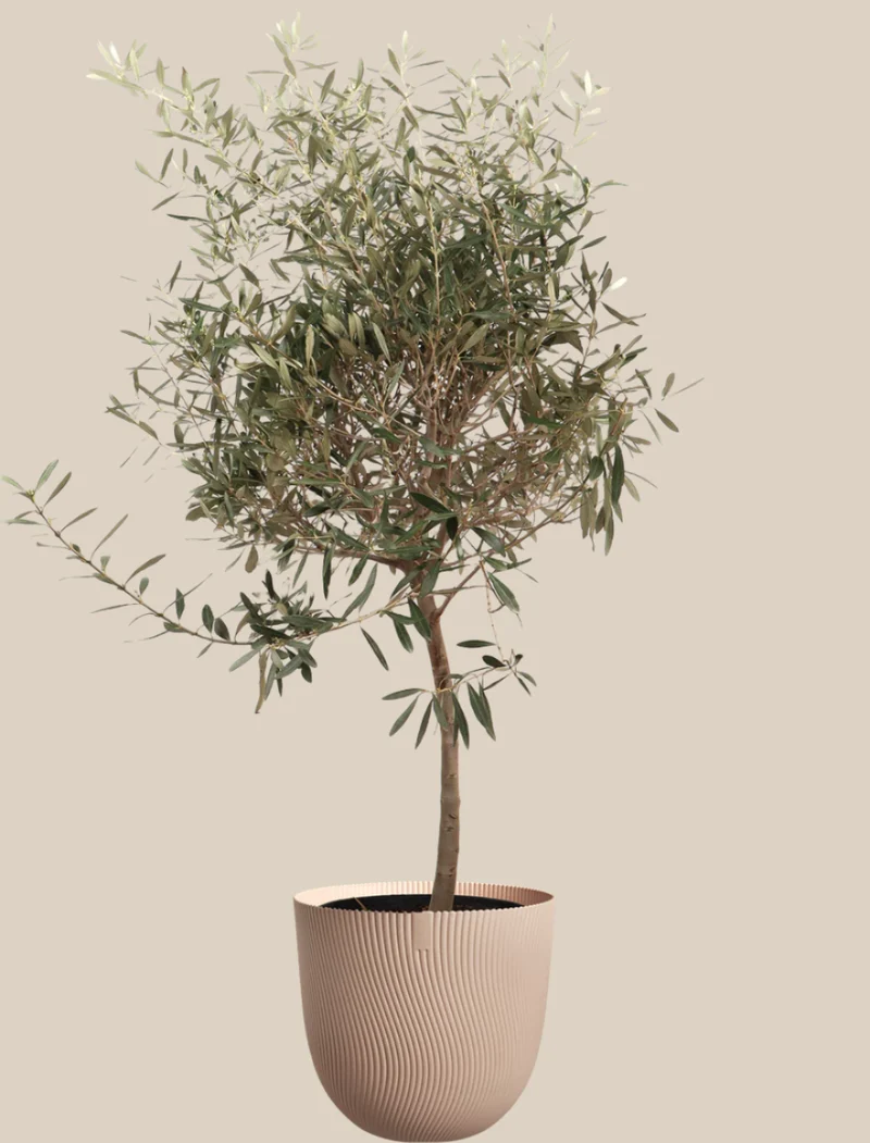 Olea europea (Olivenbaum) (XL)