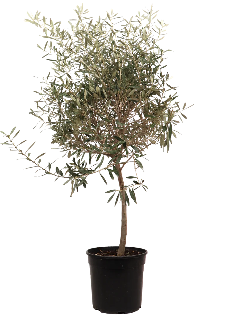 Olea europea (Olivenbaum) (XL)