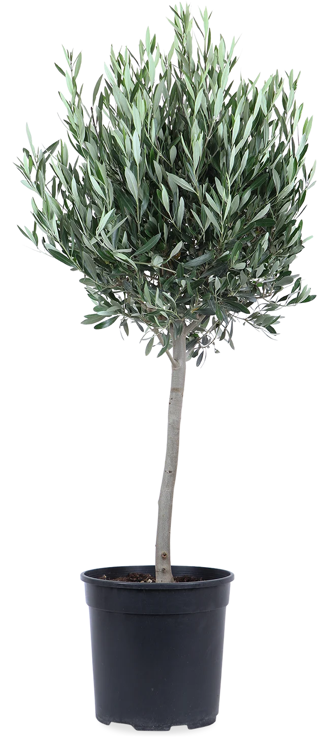 Olea europea (Olivenbaum) (XL)