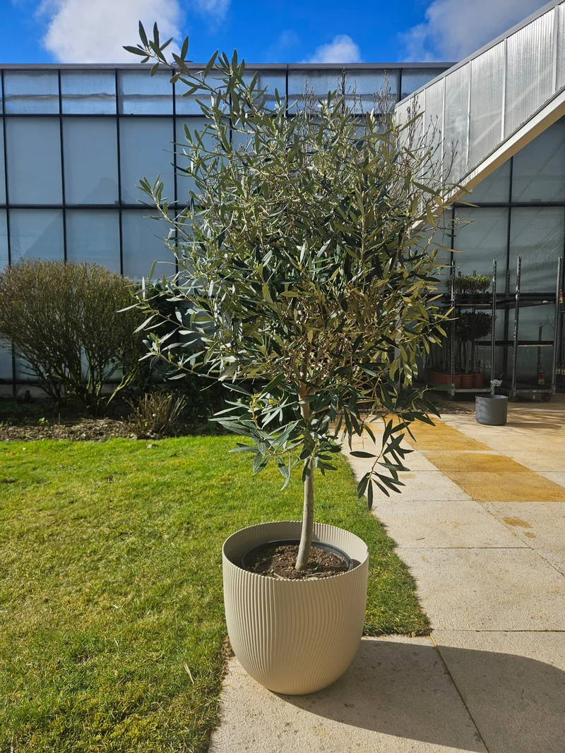 Olea europea (Olivenbaum) (XL)