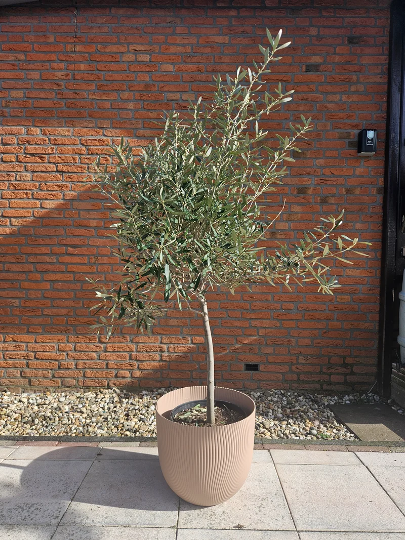 Olea europea (Olivenbaum) (XL)