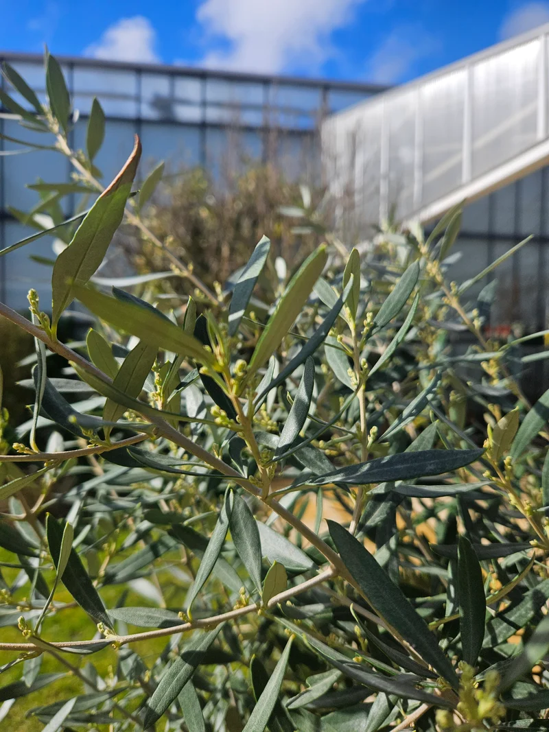 Olea europea (Olivenbaum) (XL)