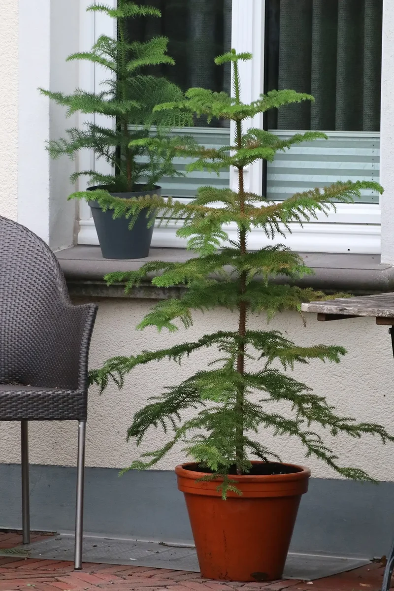 Große Zimmertanne, 80-90cm