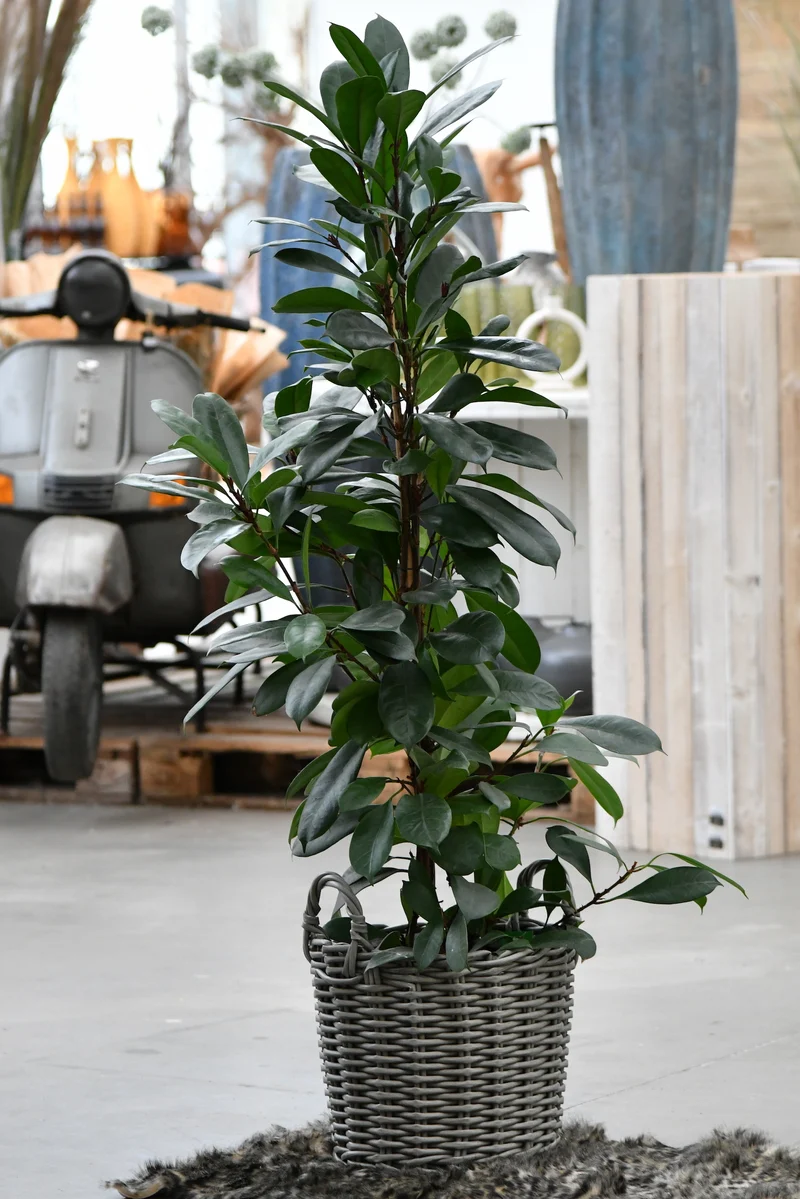 XXL Afrikanischer Feigenbaum 130-140cm