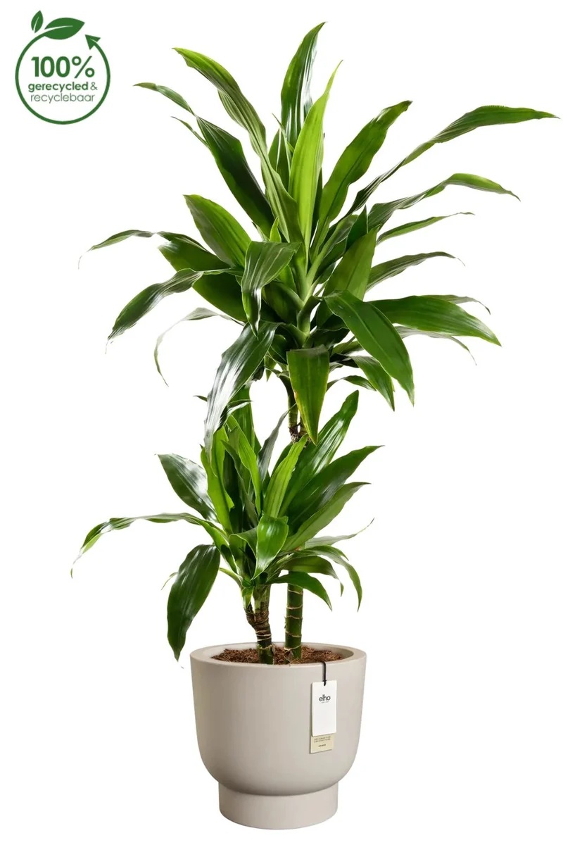Blumentopf Elho Amber Grail 38 cm Balanced Beige