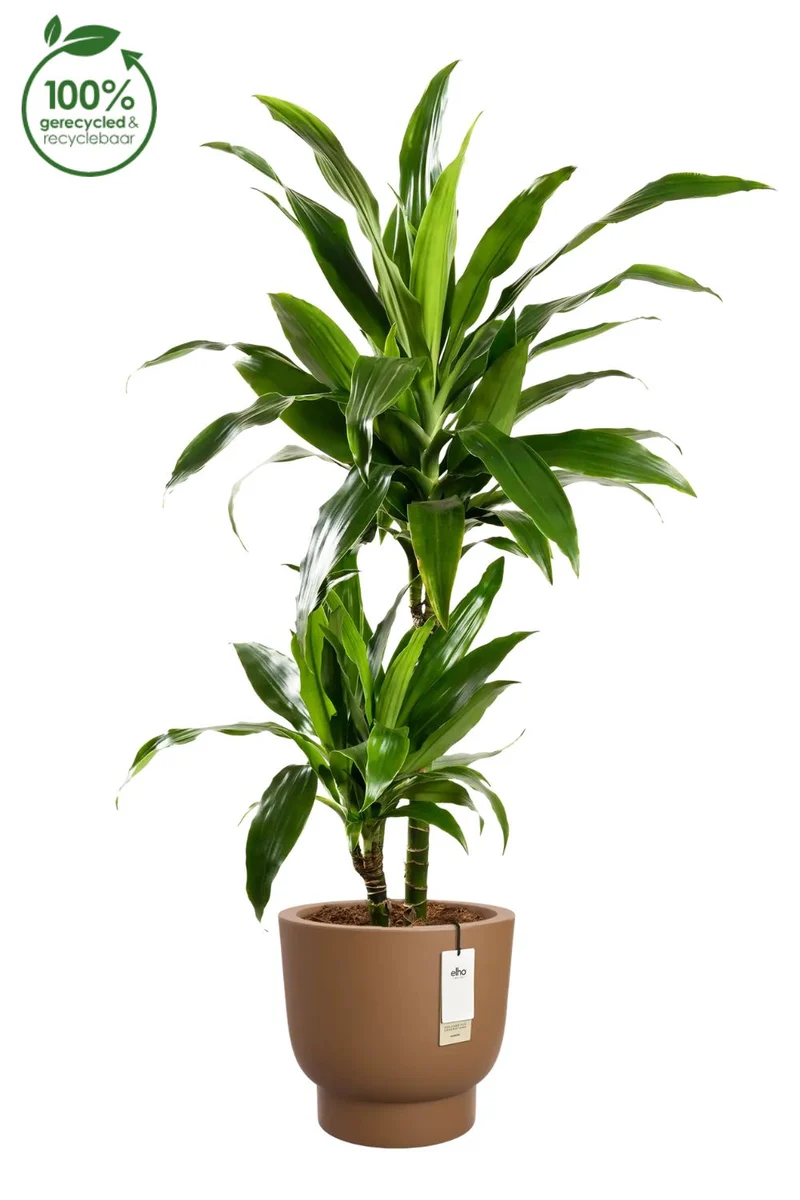 Blumentopf Elho Amber Grail 30 cm Karamell