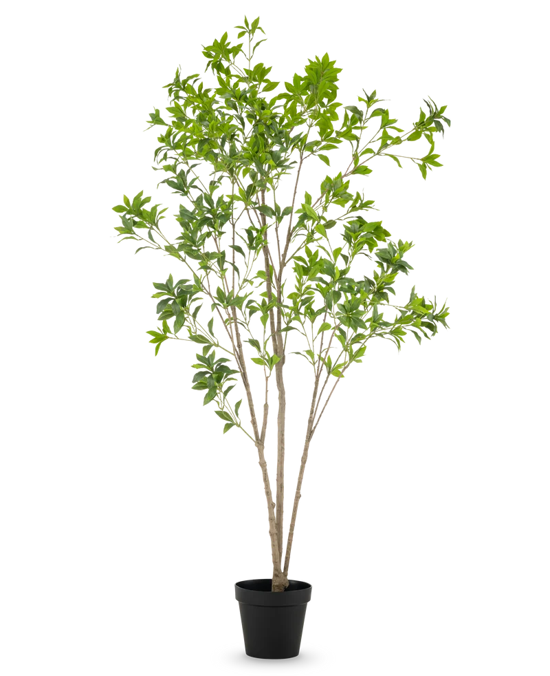 Kunstpflanze Pieris Japonica 210 cm