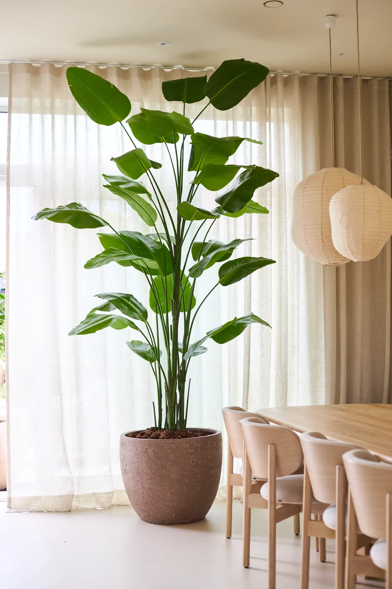 Kunstplant Strelitzia Real Touch Deluxe 300 cm