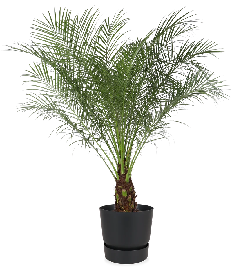 Phoenix roebelenii (Zwerg-Dattelpalme) (L)