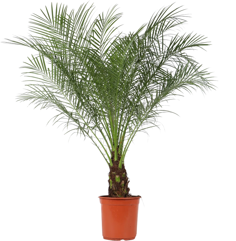 Phoenix roebelenii (Zwerg-Dattelpalme) (L)