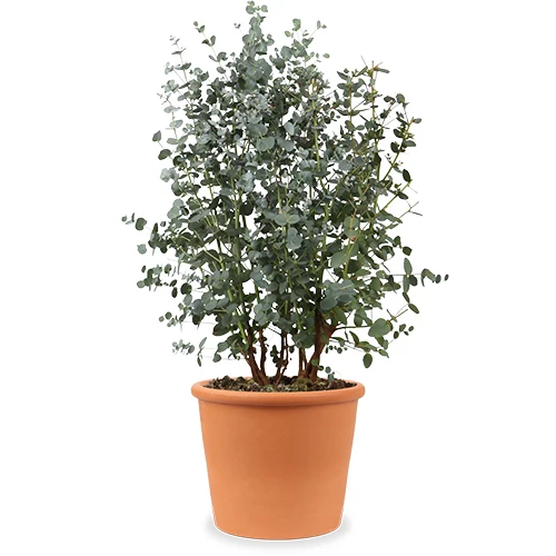 Eucalyptus gunnii (Mostgummi-Eukalyptus) (M)