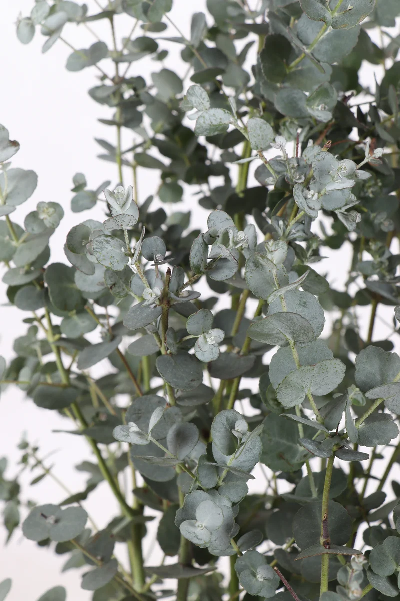 Eucalyptus gunnii (Mostgummi-Eukalyptus) (M)