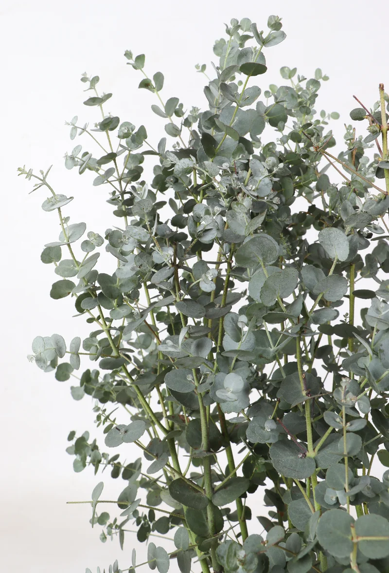 Eucalyptus gunnii (Mostgummi-Eukalyptus) (M)