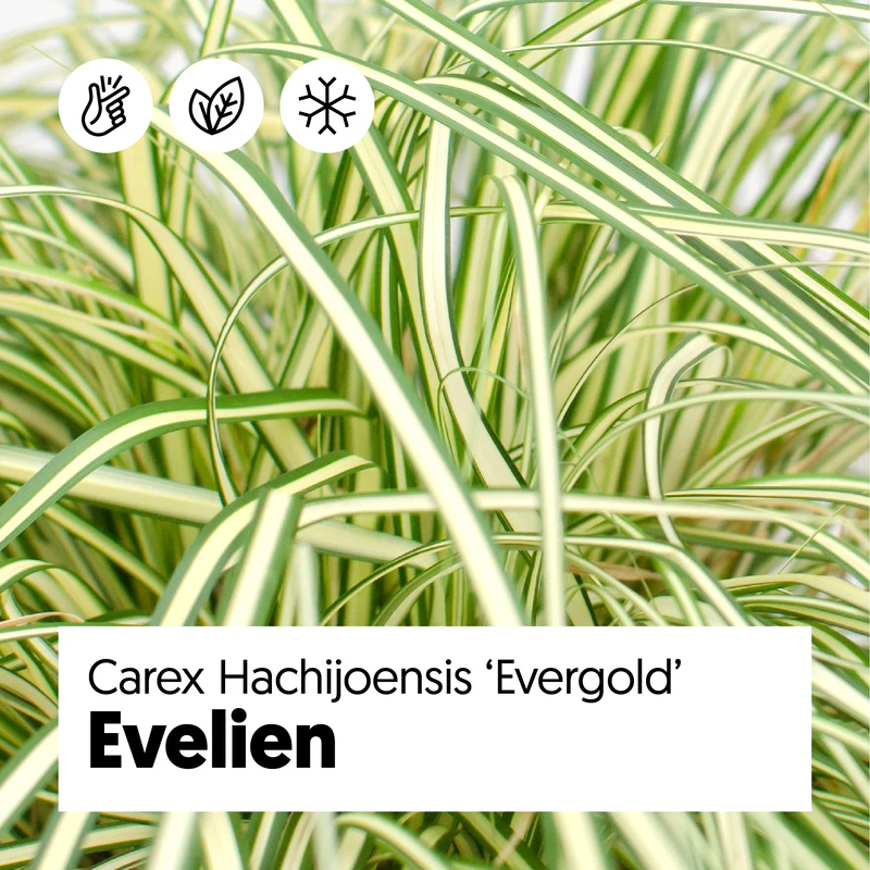 Carex hachijoensis "evergold" (Segge) (S)