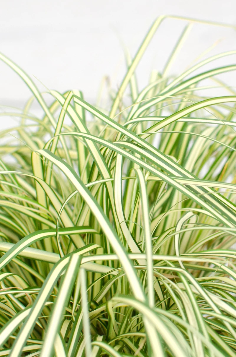 Carex hachijoensis "evergold" (Segge) (S)