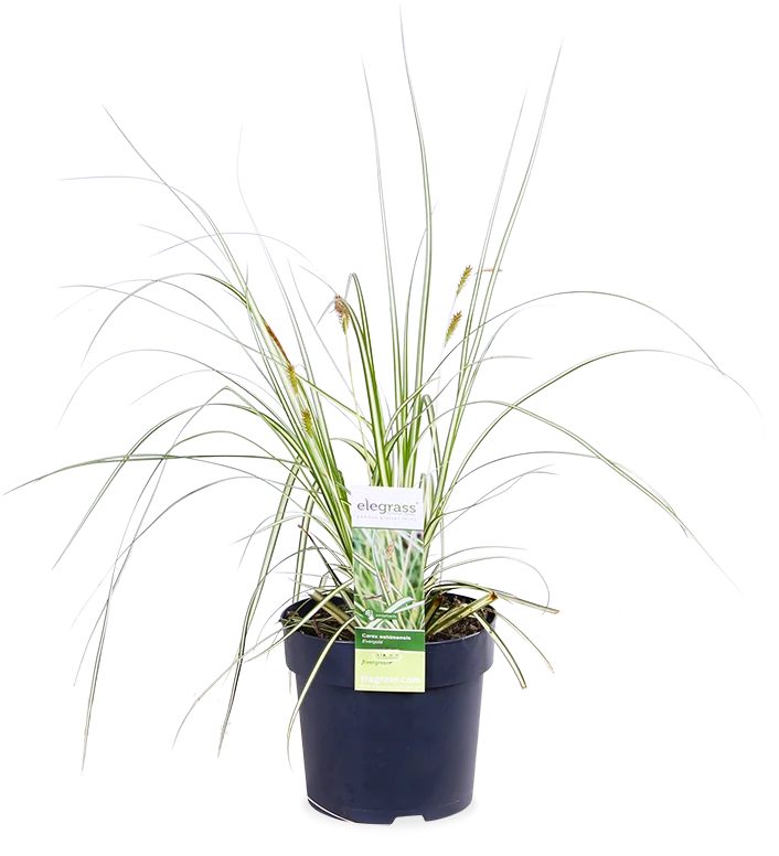 Carex hachijoensis "evergold" (Segge) (S)