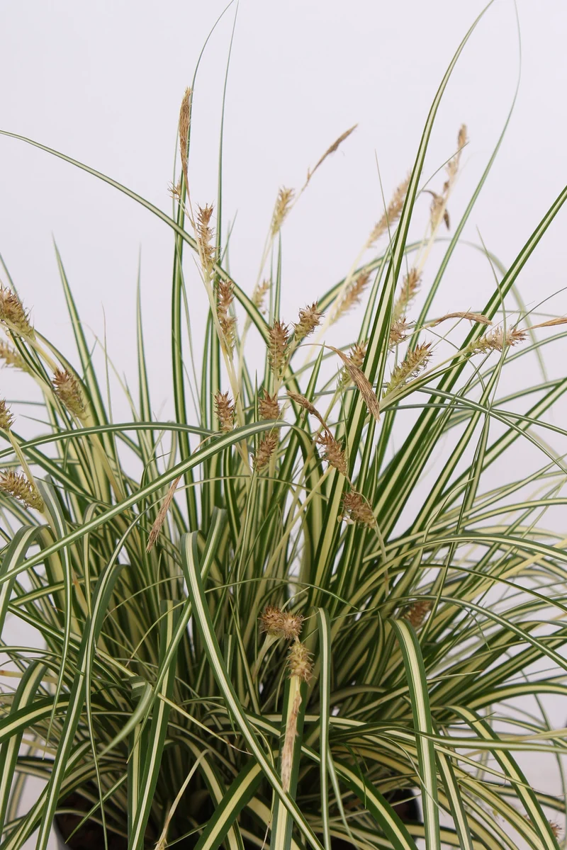 Carex hachijoensis "evergold" (Segge) (S)